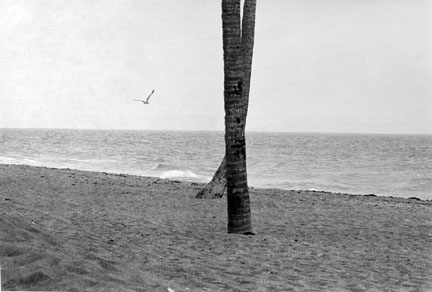 Seagull and Crossed Trees, Florida